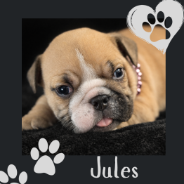 English bulldog for sale 