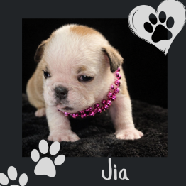 English bulldog for sale 
