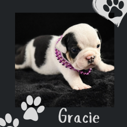 English Bulldog for Sale