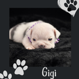 English bulldog for sale 