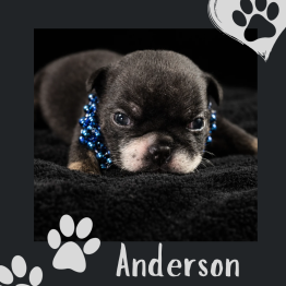 English bulldog for sale 