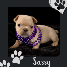 Frenchie for sale