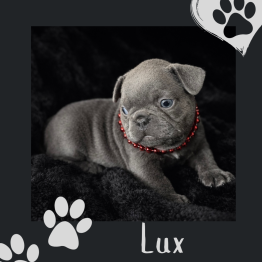 Frenchie for sale 