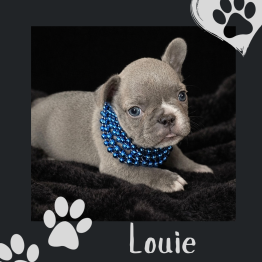 Frenchie for sale 