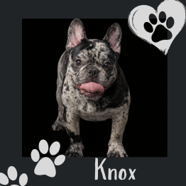Frenchie for sale