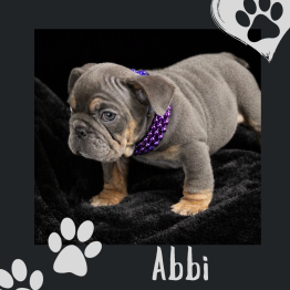 English bulldog for sale 