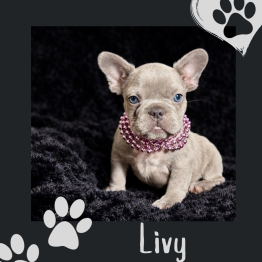 Frenchie for sale