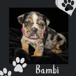 English bulldog for sale 
