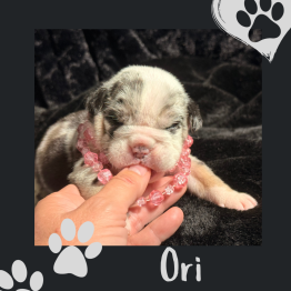 English bulldog for sale